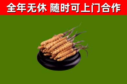 连云港市烟酒回收冬虫夏草.jpg